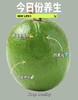 团购菲油果盆栽绿植香甜可口棒棒糖 商品缩略图4