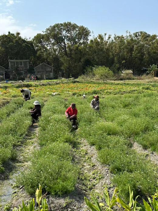 【生态🐑甘🌼 美人安睡茶】精神压力调节器｜爱过敏爱湿疹的皮肤请重视它！｜德国🐑甘🌼 生态无农药化肥除草剂｜可以吃的花花！ 商品图6