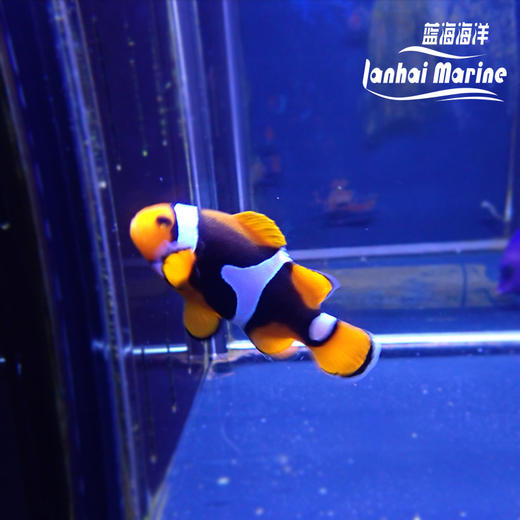 新几内亚全黑背心 商品图4