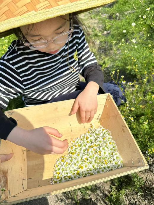 【生态🐑甘🌼 美人安睡茶】精神压力调节器｜爱过敏爱湿疹的皮肤请重视它！｜德国🐑甘🌼 生态无农药化肥除草剂｜可以吃的花花！ 商品图5
