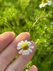 【生态🐑甘🌼 美人安睡茶】精神压力调节器｜爱过敏爱湿疹的皮肤请重视它！｜德国🐑甘🌼 生态无农药化肥除草剂｜可以吃的花花！ 商品缩略图1
