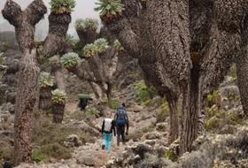 领队游记 | 乞力马扎罗太享受了！