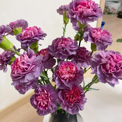 【热烈精灵】康乃馨-野马（10枝）| 5.27公众号专享 商品图0