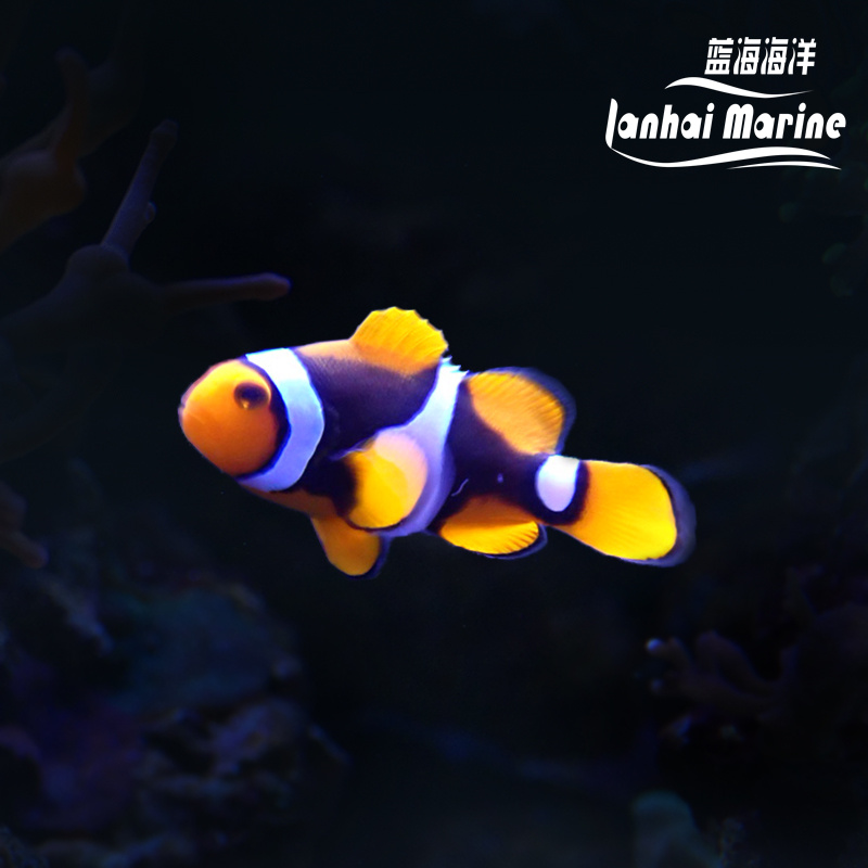 新几内亚全黑背心