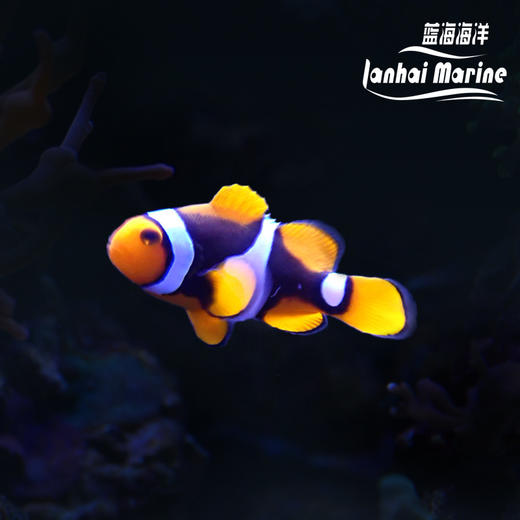 新几内亚全黑背心 商品图0