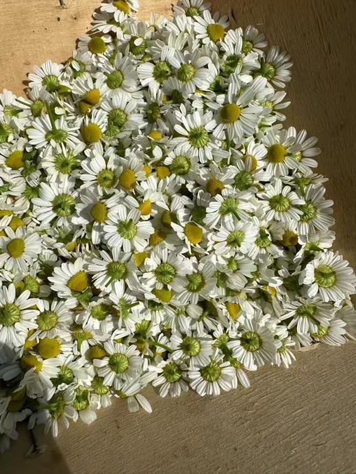 【生态🐑甘🌼 美人安睡茶】精神压力调节器｜爱过敏爱湿疹的皮肤请重视它！｜德国🐑甘🌼 生态无农药化肥除草剂｜可以吃的花花！ 商品图2