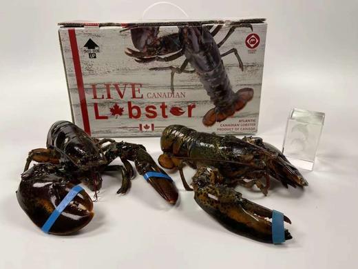 节日特价！2只装加拿大野生大龙虾 商品图5