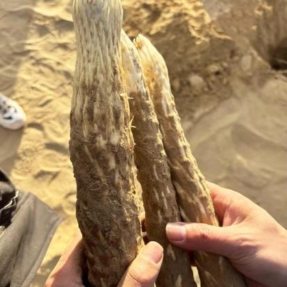 新疆荒漠肉苁蓉片 传统工艺切片晾晒 初级农产品 商品图3