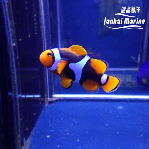 新几内亚全黑背心 商品图3