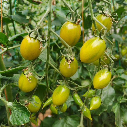 晴甜小番茄  3斤精品果 商品图8