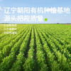 田喜粮鲜有机绿豆 高蛋白低脂肪高叶酸钾镁 绿豆粥绿豆汤东北绿豆杂粮450g /粮油调味 /杂粮 /杂豆类 商品缩略图3