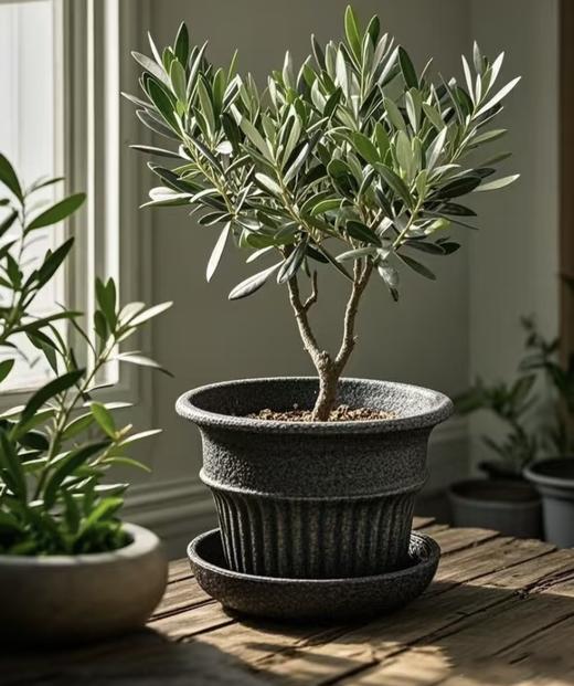 团购地中海油橄榄橄榄树棒棒糖型橄榄树 商品图10