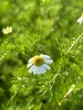 【生态🐑甘🌼 美人安睡茶】精神压力调节器｜爱过敏爱湿疹的皮肤请重视它！｜德国🐑甘🌼 生态无农药化肥除草剂｜可以吃的花花！ 商品缩略图8