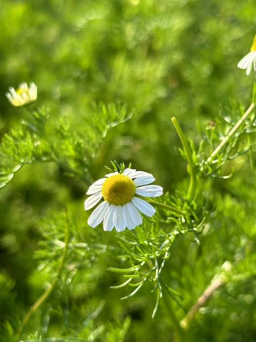 【生态🐑甘🌼 美人安睡茶】精神压力调节器｜爱过敏爱湿疹的皮肤请重视它！｜德国🐑甘🌼 生态无农药化肥除草剂｜可以吃的花花！ 商品图8