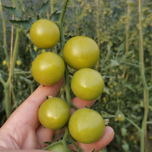 晴甜小番茄  3斤精品果 商品图5