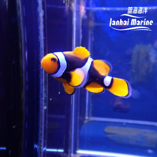 新几内亚全黑背心 商品图2