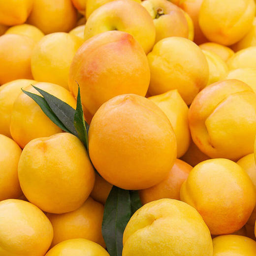 山东头茬黄油桃 商品图3