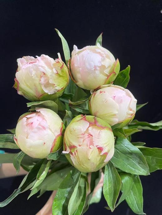 精品羞涩女王芍药花5支 商品图14