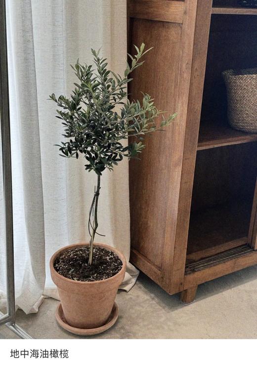 团购地中海油橄榄橄榄树棒棒糖型橄榄树 商品图8