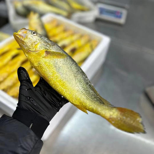 深海野游大黄鱼 肉质鲜嫩 商品图2
