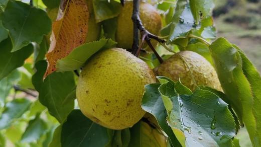 云南香格里拉特产藏梨冻500g/袋，多种规格 商品图4