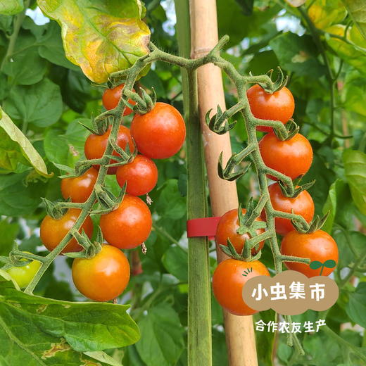 福建生态樱桃小番茄 3斤装 | 合作农友生产，产自福建福州，生产者：薛经茂 *【公平贸易农人定价】 商品图7
