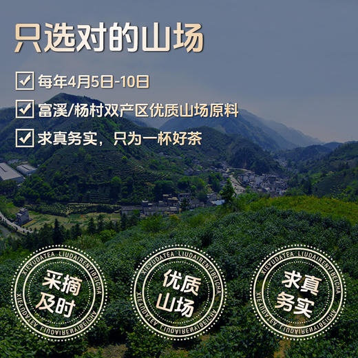【2025新茶】新茶上市谢裕大雨前头采特级黄山揉之道毛峰80g*2罐 自饮绿茶 商品图5