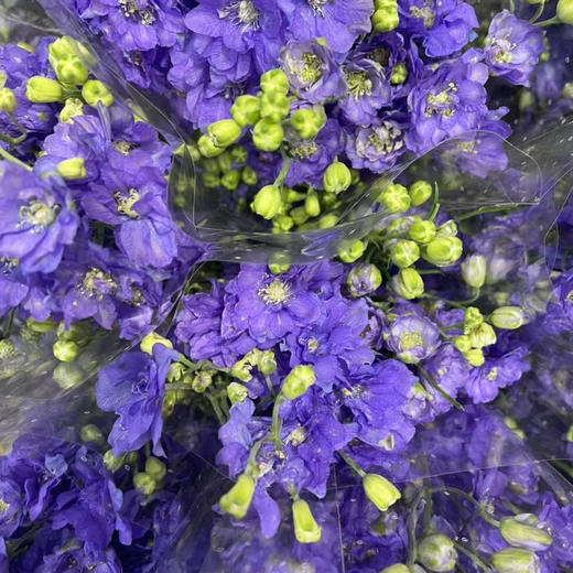 严选精品小飞燕 8-10支 商品图4