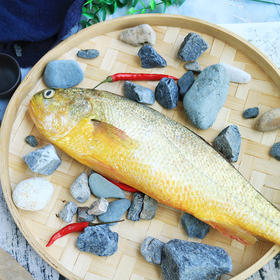 深海野游大黄鱼 肉质鲜嫩
