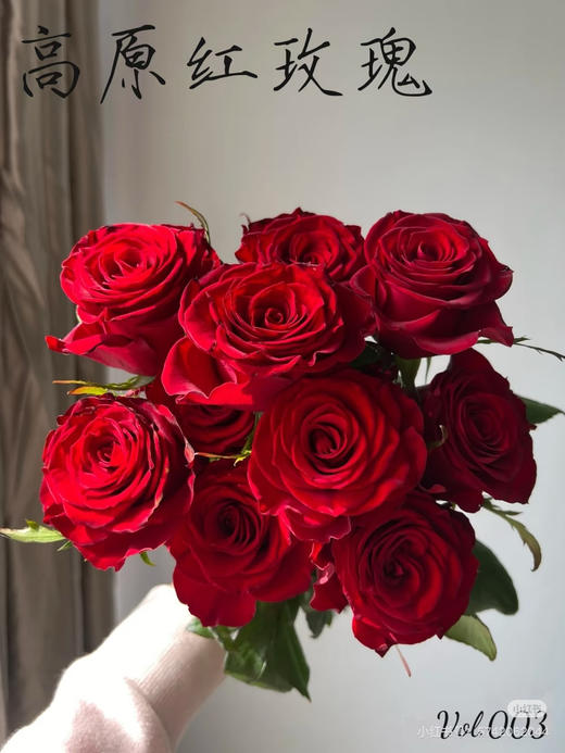 预售8号到货。高原红玫瑰 一扎10支 支长60厘米 商品图0