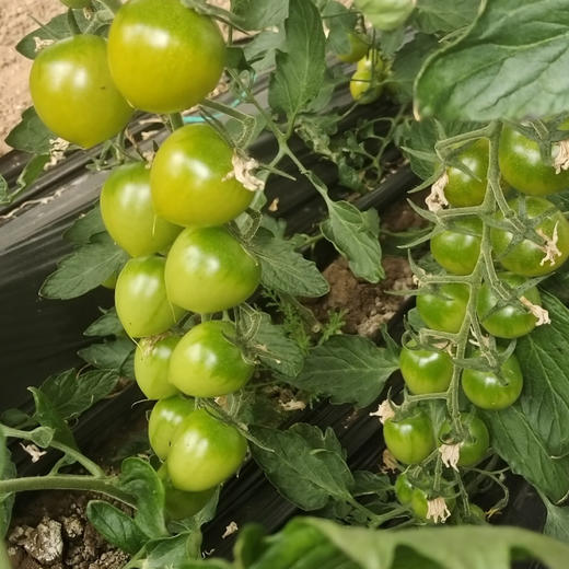 晴甜小番茄  3斤精品果 商品图2