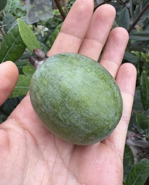 团购菲油果盆栽绿植香甜可口棒棒糖 商品图2