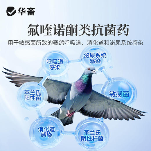 华畜氧氟沙星溶液兽药鸽子药鸽用水便呼噜细菌水便呼吸道消化道感染 商品图2