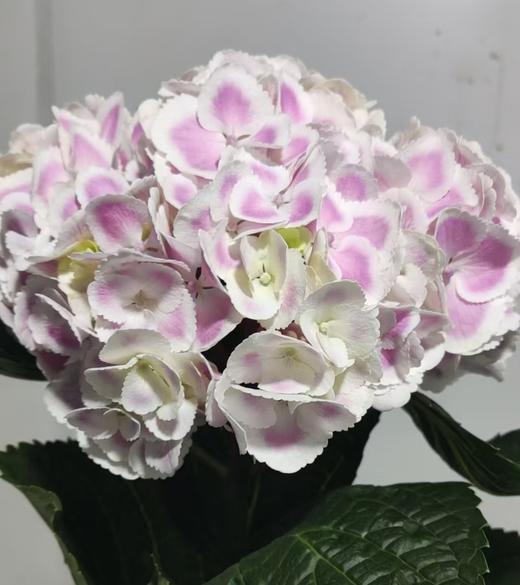 绣球 | 粉孔雀 商品图0