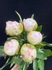 精品羞涩女王芍药花5支 商品缩略图13