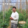 福建生态樱桃小番茄 3斤装 | 合作农友生产，产自福建福州，生产者：薛经茂 *【公平贸易农人定价】 商品缩略图3