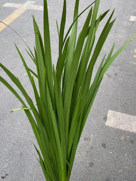 国产花材-【昌蒲叶】