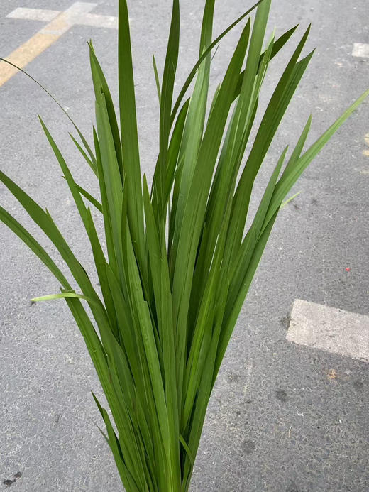 国产花材-【昌蒲叶】 商品图0