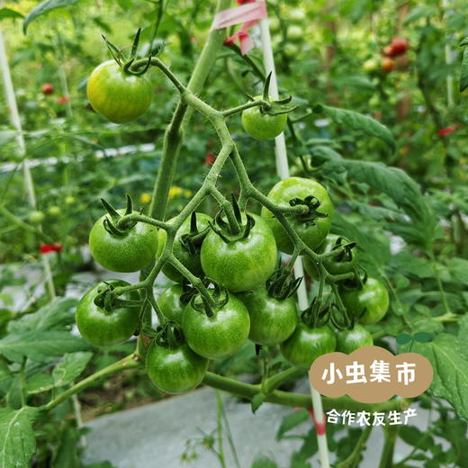 福建生态樱桃小番茄 3斤装 | 合作农友生产，产自福建福州，生产者：薛经茂 *【公平贸易农人定价】 商品图9