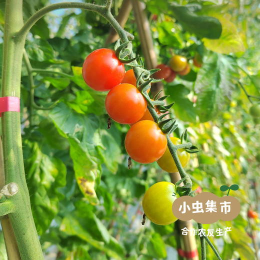 福建生态樱桃小番茄 3斤装 | 合作农友生产，产自福建福州，生产者：薛经茂 *【公平贸易农人定价】 商品图10