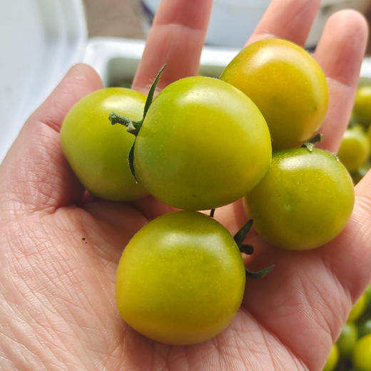 晴甜小番茄  3斤精品果 商品图4