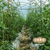 福建生态樱桃小番茄 3斤装 | 合作农友生产，产自福建福州，生产者：薛经茂 *【公平贸易农人定价】 商品缩略图8