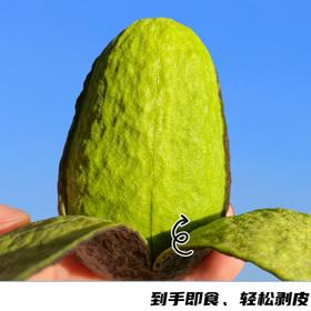 即食牛油果#高品质树熟牛油果，收到即食不等待，丝滑浓香无黑丝，赠品芥辣酱油+酸梅粉