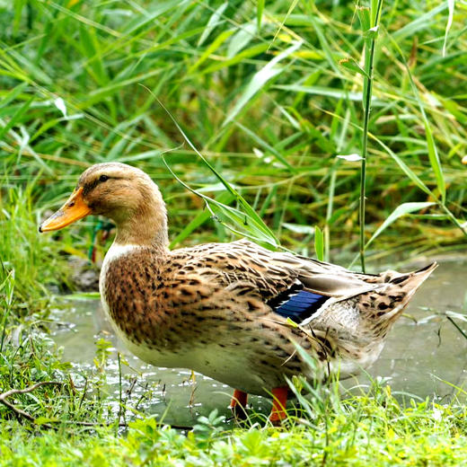 桂柳放养土鸭【子鸭】1只（杀好配送） 商品图0