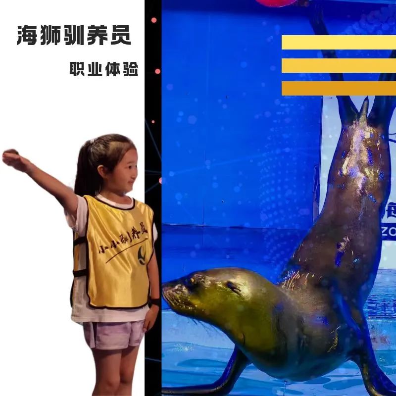 11.2/8/16/22【朝阳·单飞·半日·自驾】【海狮驯养员】海底世界训练海狮·哺乳动物课堂·饵料制作·海狮沟通秘籍