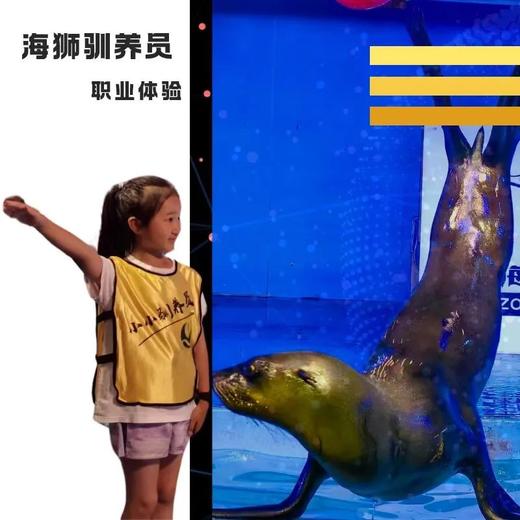 11.2/8/16/22【朝阳·单飞·半日·自驾】【海狮驯养员】海底世界训练海狮·哺乳动物课堂·饵料制作·海狮沟通秘籍 商品图0