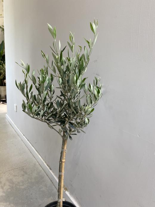 团购地中海油橄榄橄榄树棒棒糖型橄榄树 商品图5