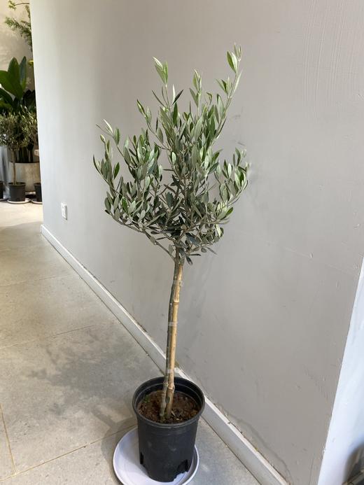 团购地中海油橄榄橄榄树棒棒糖型橄榄树 商品图3