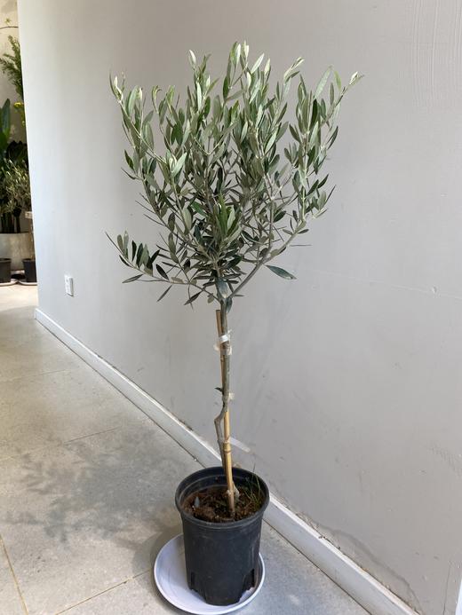 团购地中海油橄榄橄榄树棒棒糖型橄榄树 商品图0