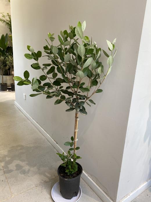 团购菲油果盆栽绿植香甜可口棒棒糖 商品图1